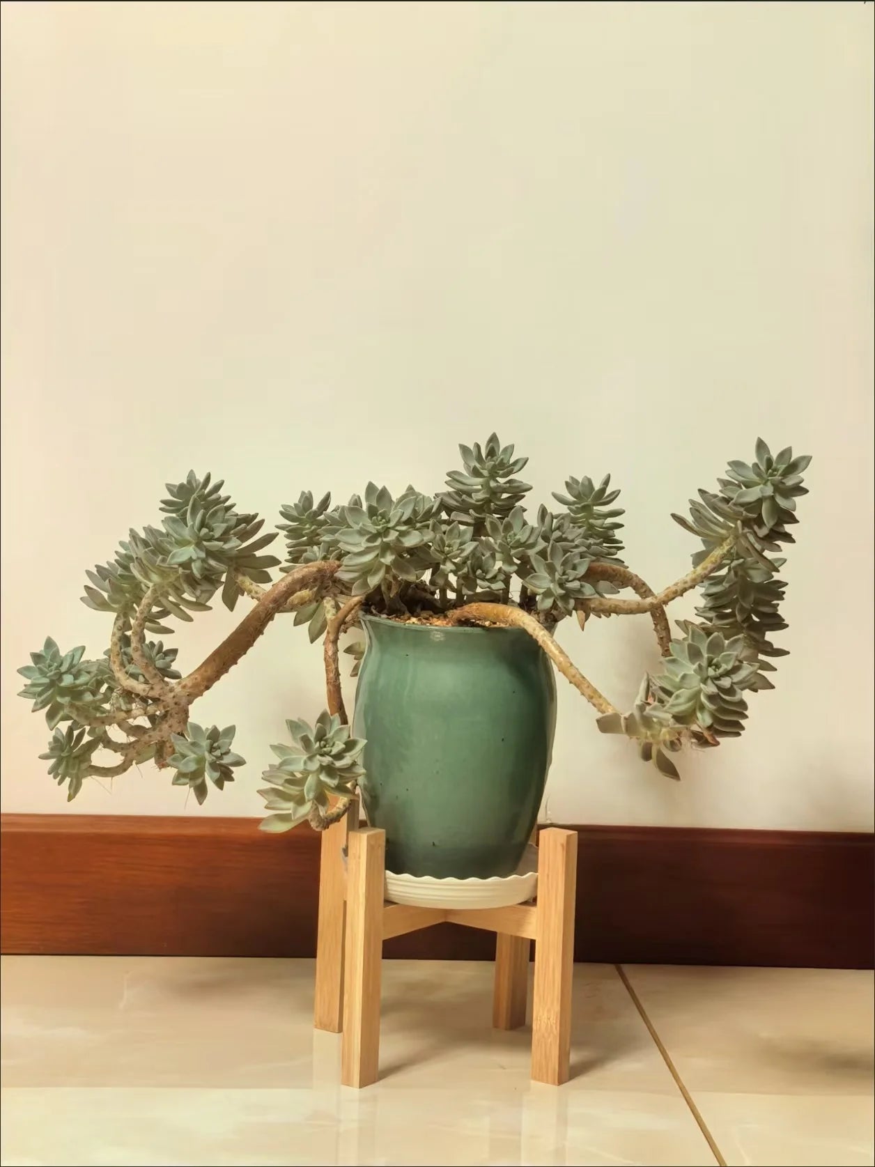 Natural Bamboo Plant Stand — Elegant Multi-Tier Display